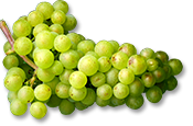 trauben