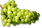 trauben