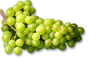 trauben